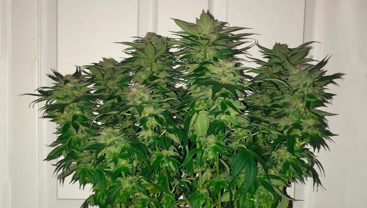 Strain History: White Widow Photoperiodic strain