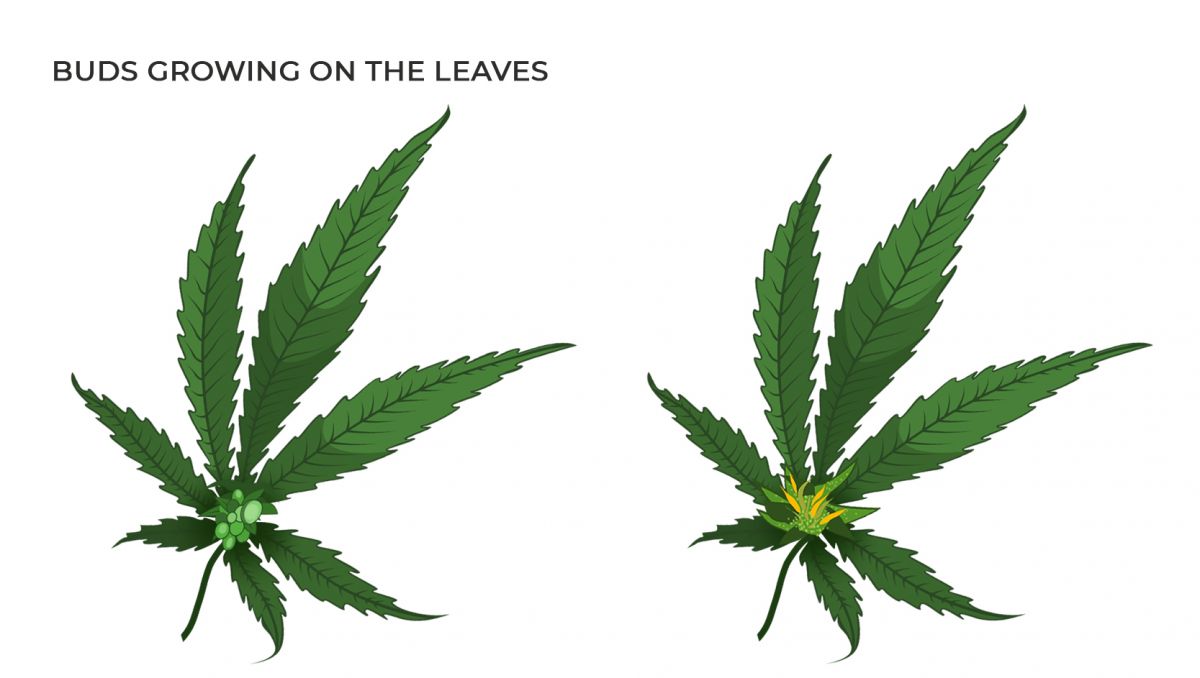 Common cannabis mutations: buds growing on the leaves