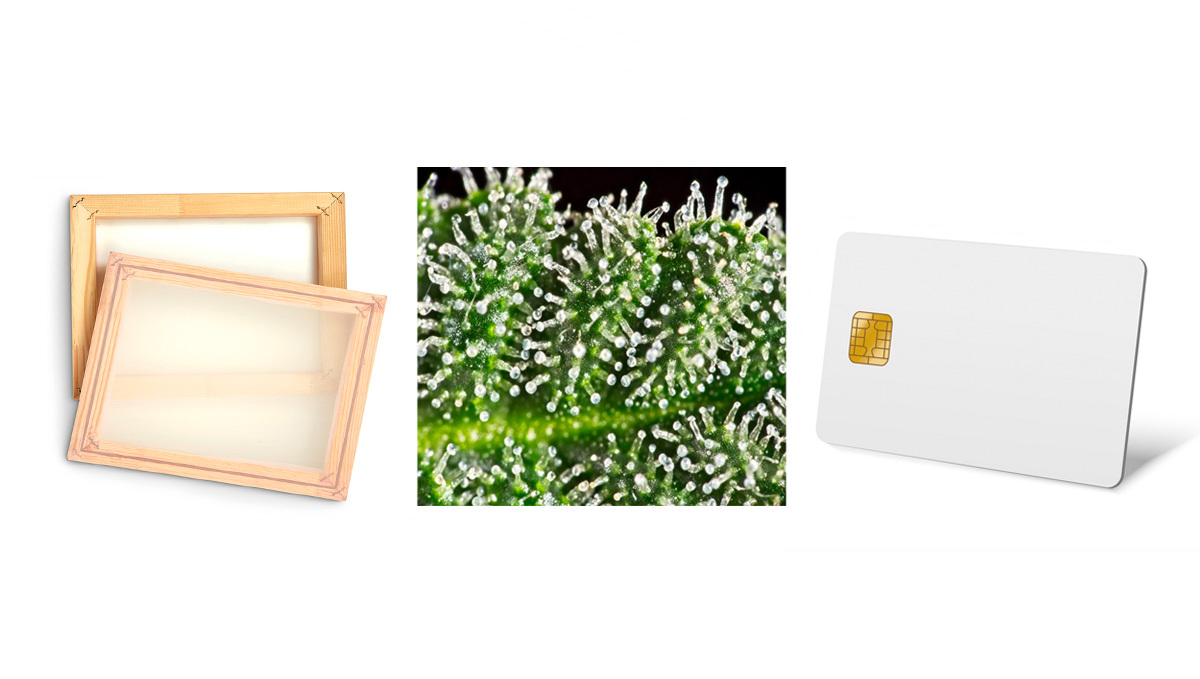 Cannabis Concentrates: Dry Sift Material