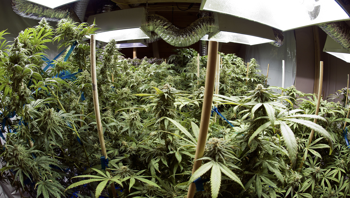 Indoor growing emergencies: precautions