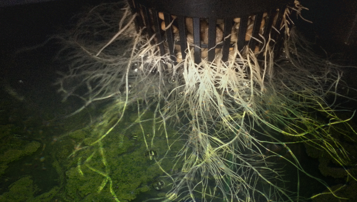 How to prevent algae in hydro: how they get into your setup