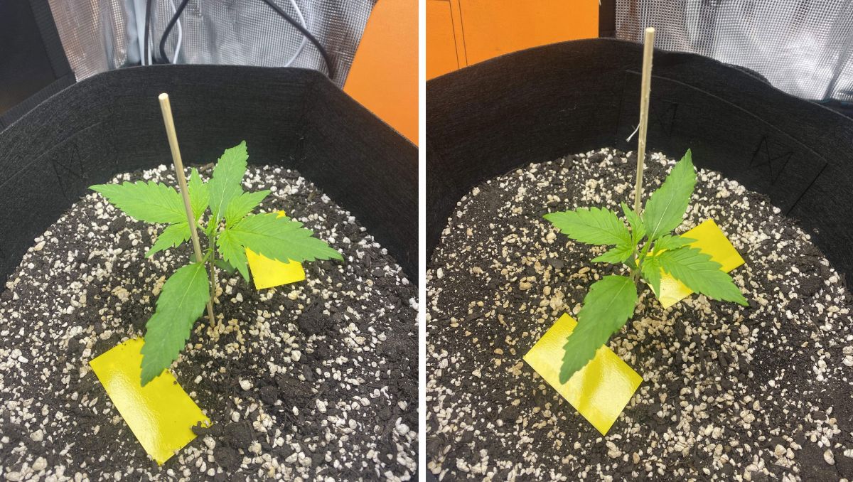 Gorilla Cookies Auto Plants Seed Week-by-Week Guide: These seedlings are on a small side