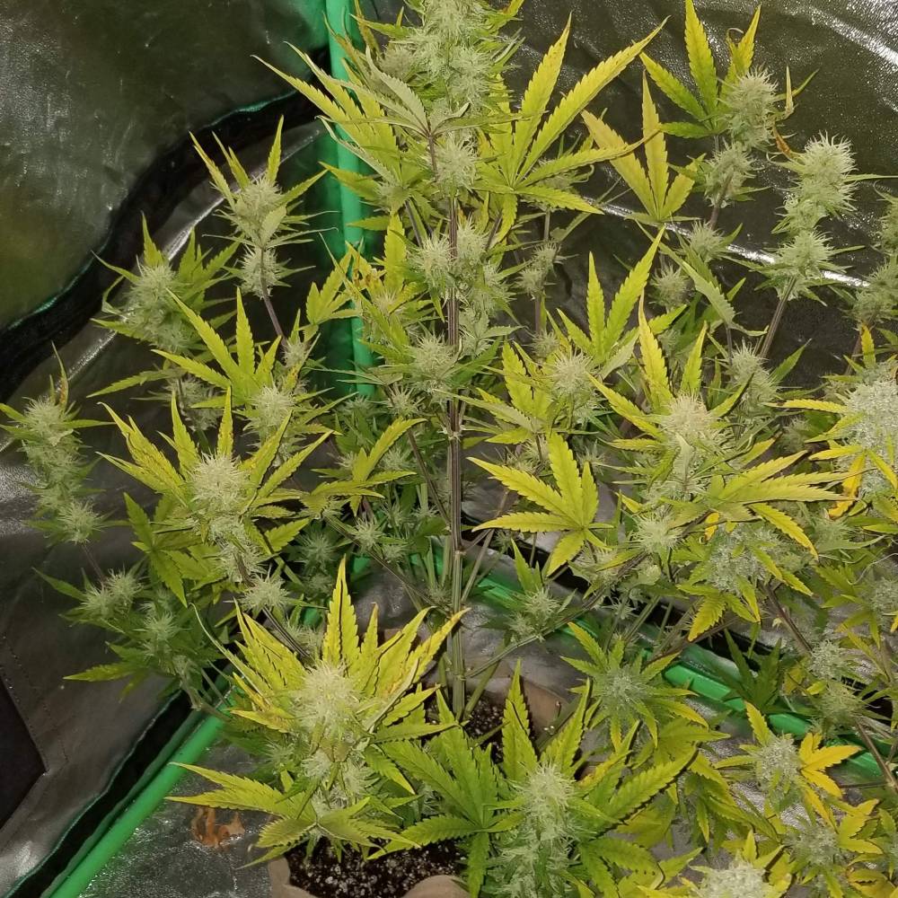 The History of Lemon AK: Lemon AK Auto by Fast Buds