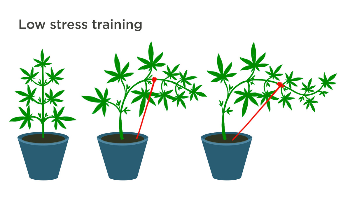 สามารถใช้เทคนิค Topping กับต้นกัญชาออโต้ได้หรือไม่?: กราฟ Low Stress Training