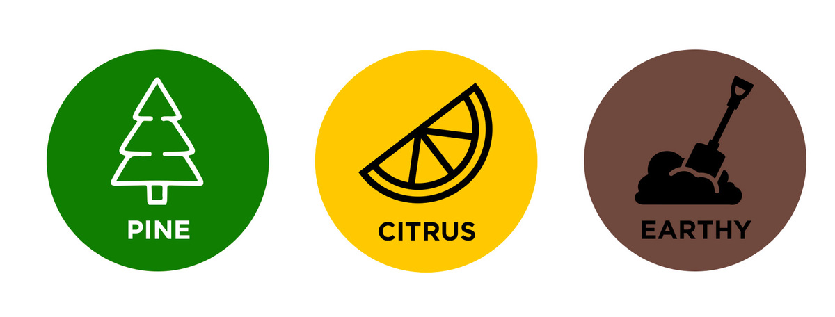 Straingeschiedenis: OG Kush Terpenen