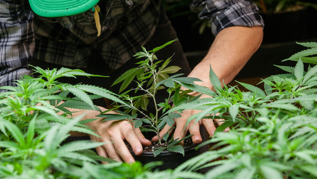 Top crop usage guide: experienced growers Top crop usage guide: experienced growers