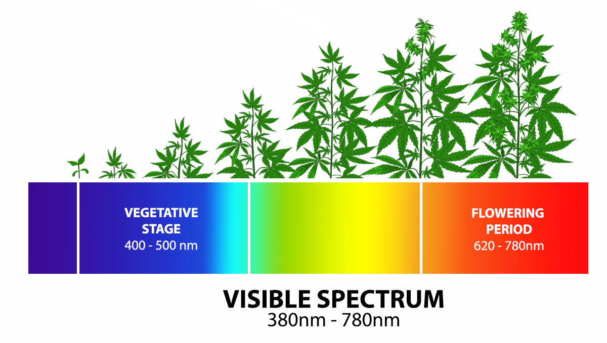 Grow Autoflowers with LEDs: light spectrums