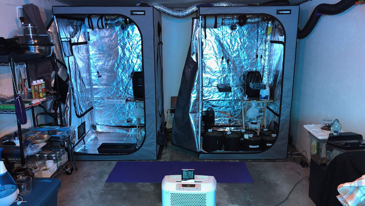 Twin grow tents in a garage