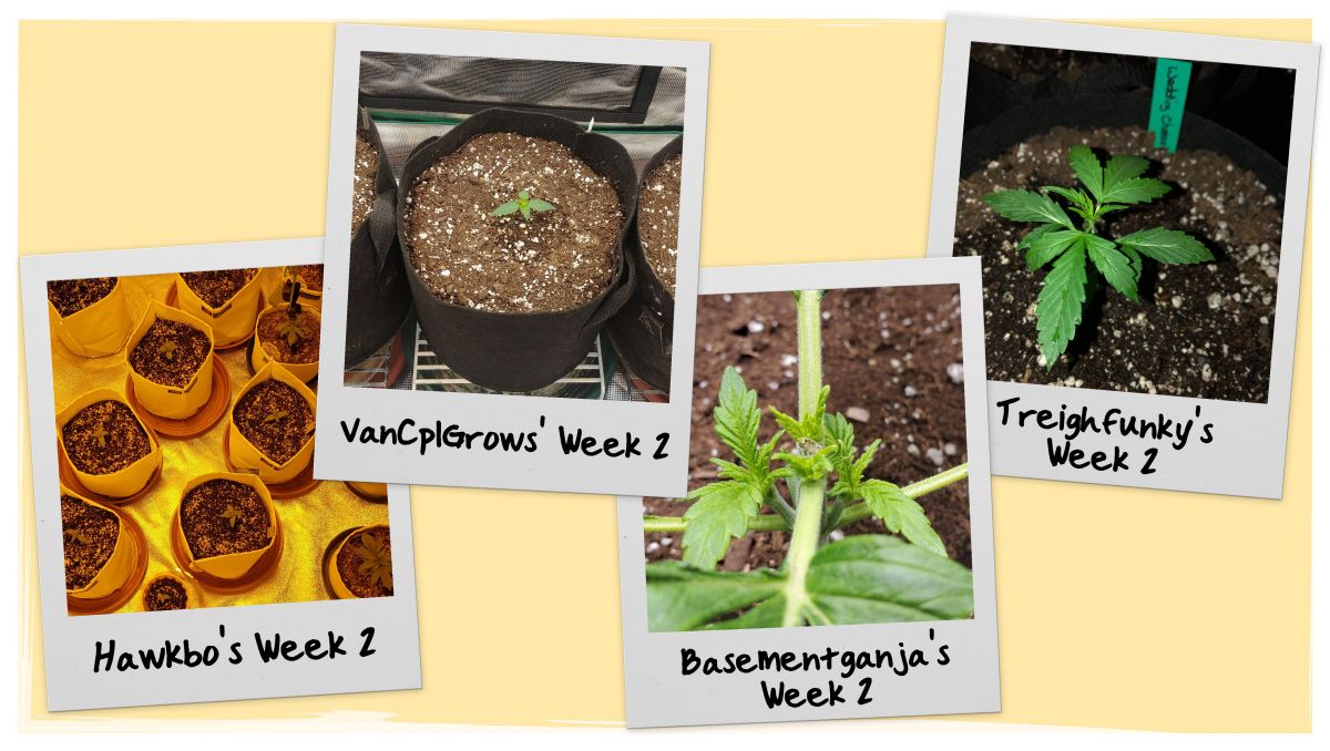 Grow Progress - Week 2