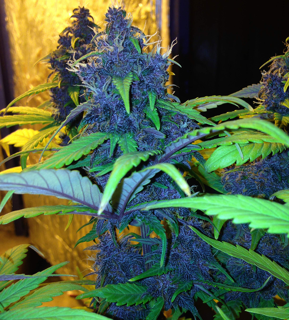 Fast Buds LSD-25 Strain