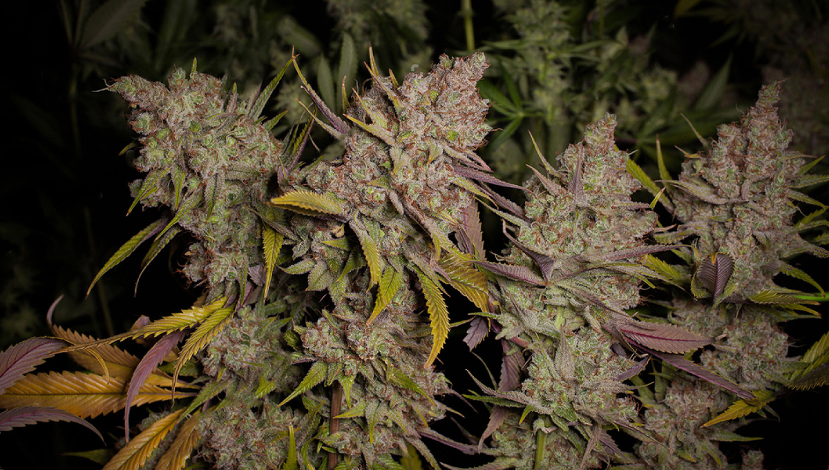 Wie du deine Buds fetter machst: ind vs sat