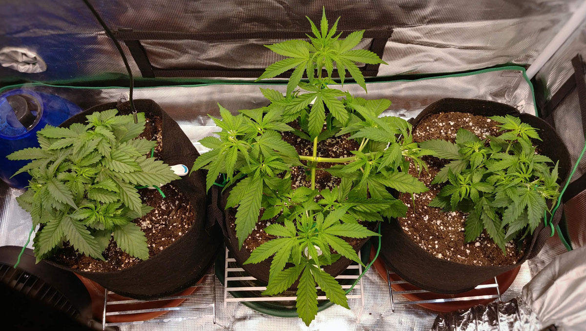 Wedding Cheesecake Auto cannabis strain: a top view of three vegging autoflowers; one topped and the other LSTd