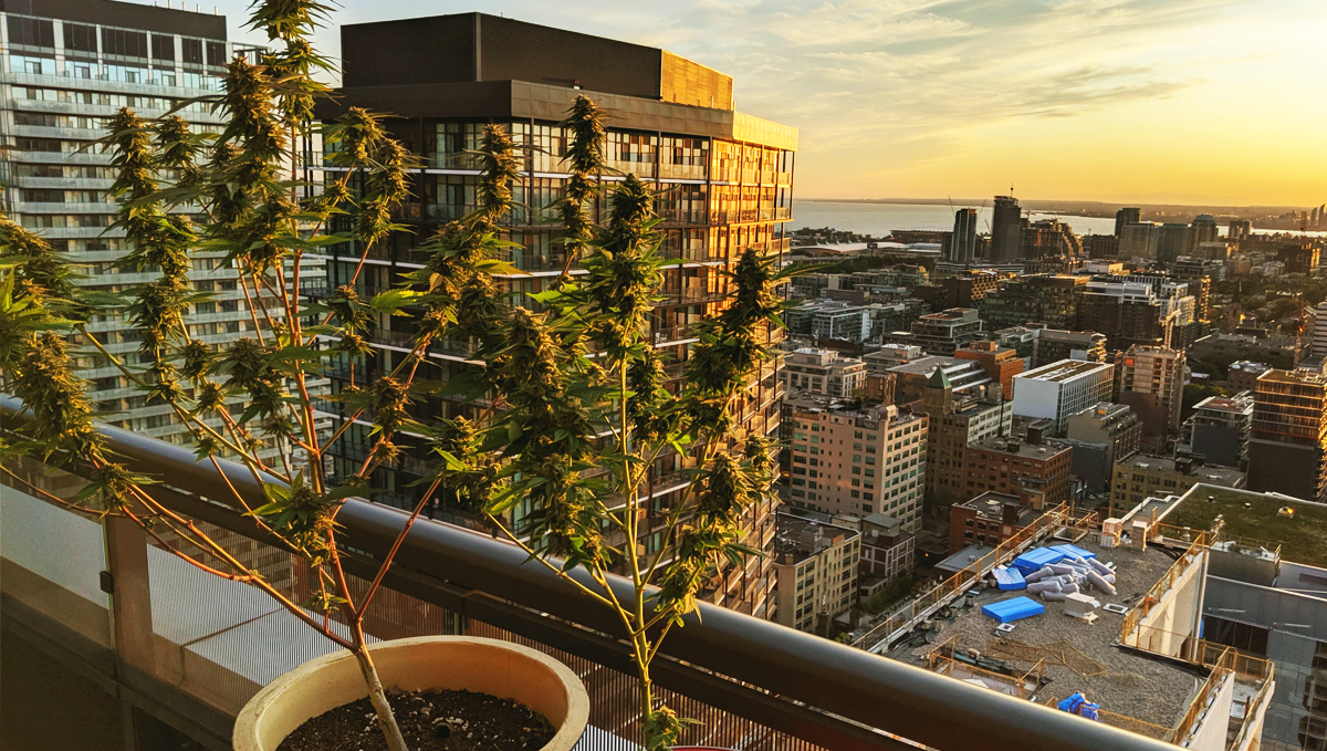 Balconies are a great place for growing cannabis!