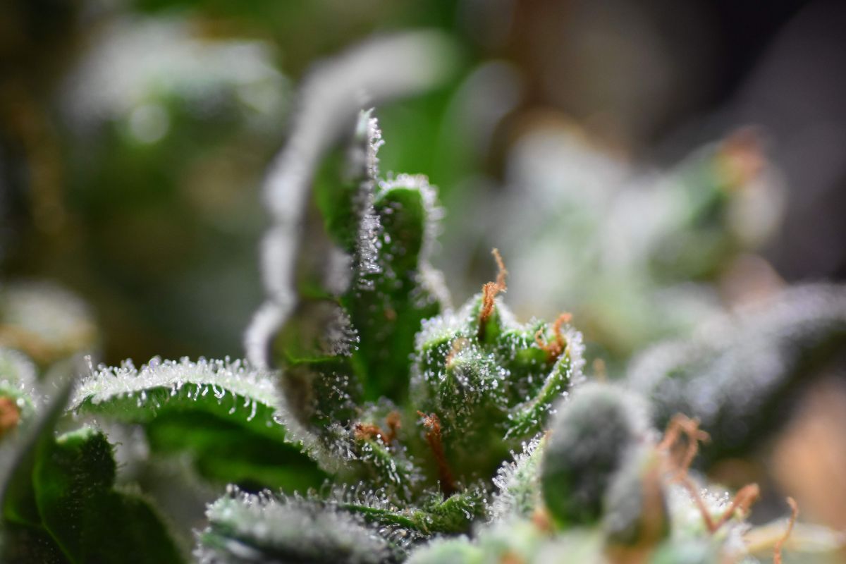 Buds Vs concentrates &ndash; What should medical plants users use?: Flavor