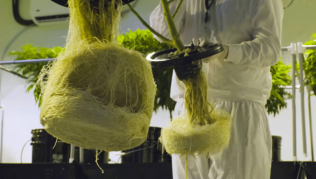 Kweken in Hydroponics: Wortels
