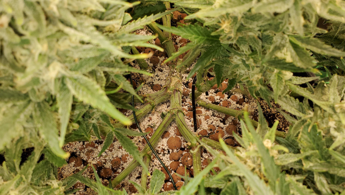 Gelato Auto Cannabis Strain Week-by-Week Guide: Side branches of a mainlined autoflower spread flat on expanded clay pebbles