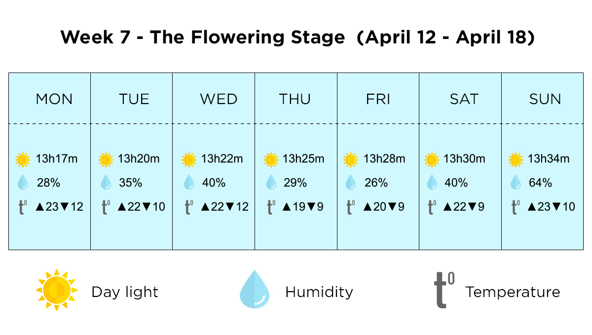 Growing plants outdoors in Italy: week 7 of the vegetative stage