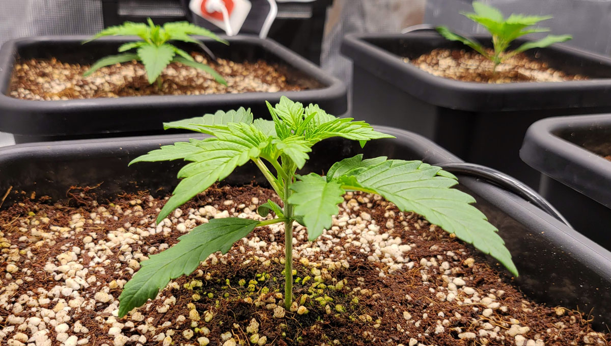 Gorilla Cookies Auto Plants Seed Week-by-Week Guide: Plants in Autopots