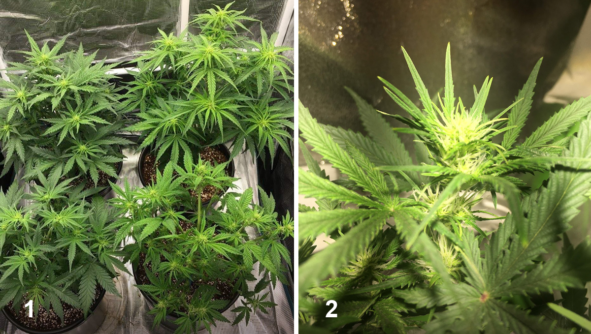 OG Kush Auto: week 5
