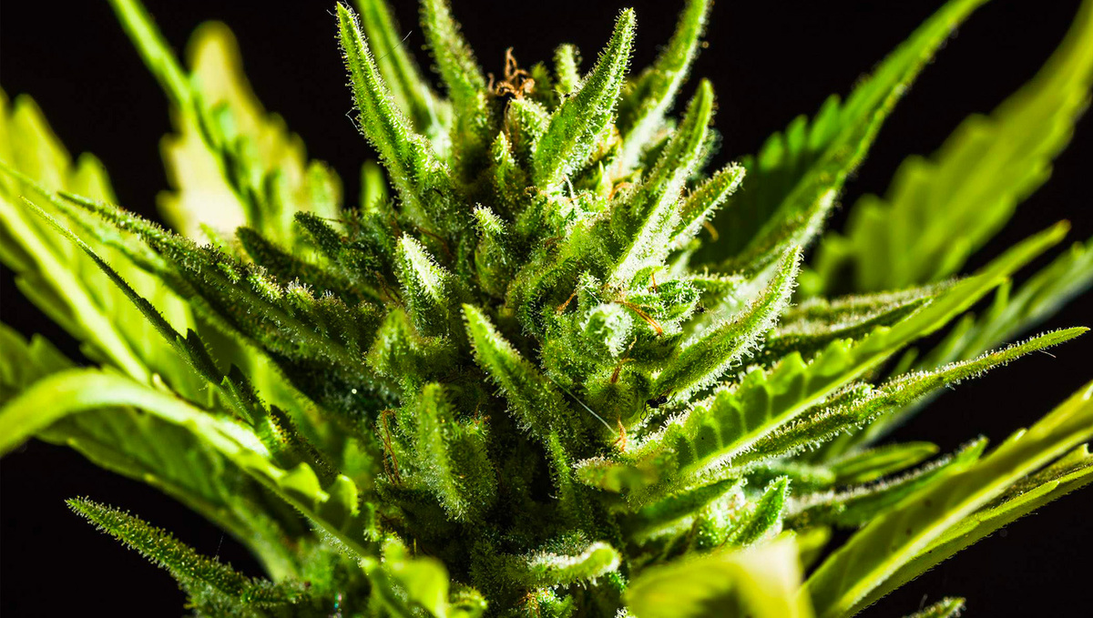 Gelato Auto - The Most Potent Autoflower: Close look at Gelato Auto by Fast Buds