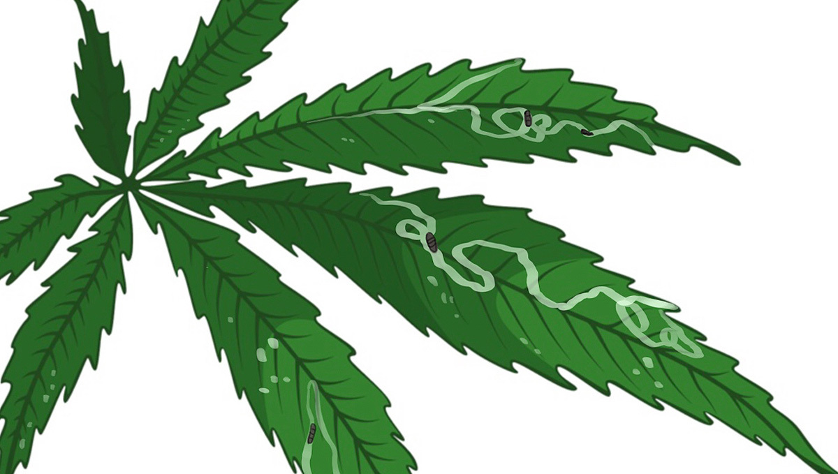Most Common Pests In Cannabis: Leaf Miners on Cannabis plants