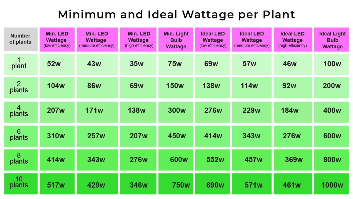 Grow Autoflowers with LEDs: led watts per plant