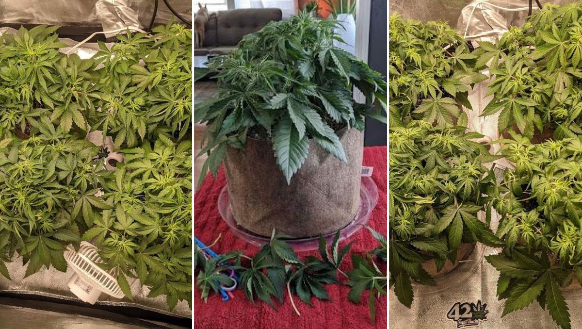 Gorilla Cookies Auto Plants Seed Week-by-Week Guide: Defoliation process and results