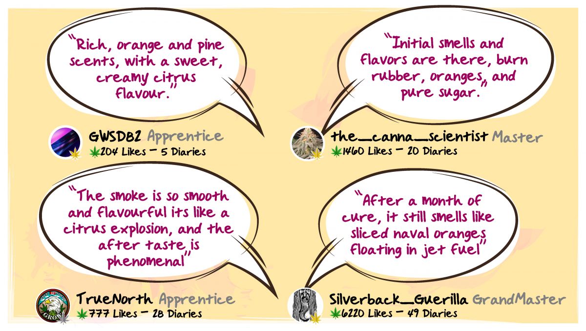 Orange Sherbet Auto Plants Seed Week-by-Week Guide: What growers have to say about smell, taste and effect