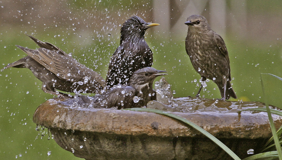 Turn into a Disney princess and call birds for help!