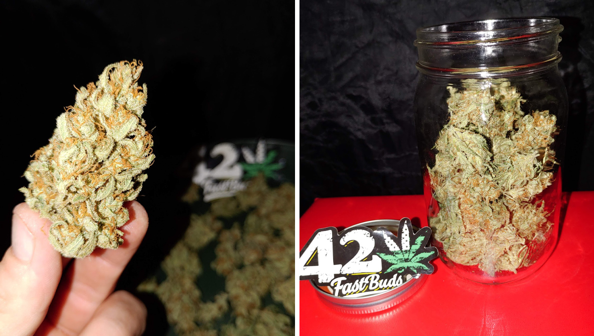 OG Kush Auto: what to expect