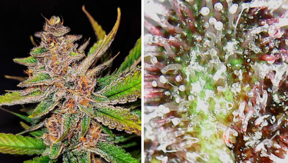 Gorilla Cookies Auto Plants Seed Week-by-Week Guide: Close-up of a bud