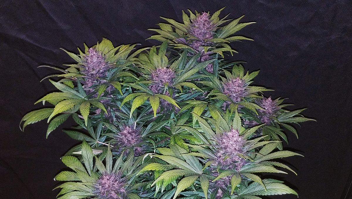 Pot autoflorele să crească iarna: blackberry auto