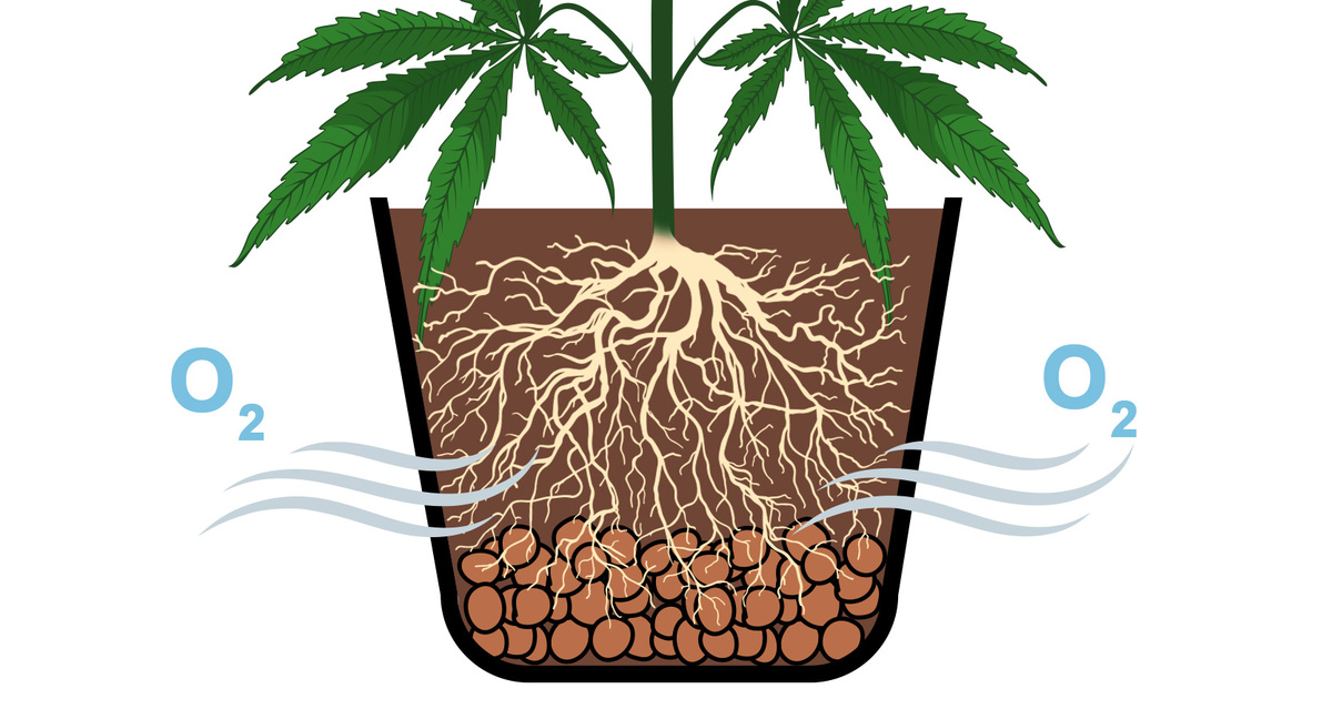 So behebst du &Uuml;berw&auml;sserung deine Plantspflanzen