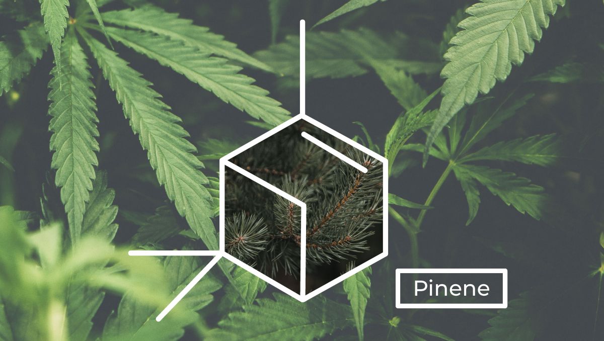 Struchtúr mhóilíneach Pinene.