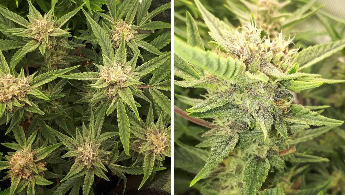 Strawberry Pie Auto Plants Seed Week-by-Week Guide: A ganja plant with maturing buds and many frosts
