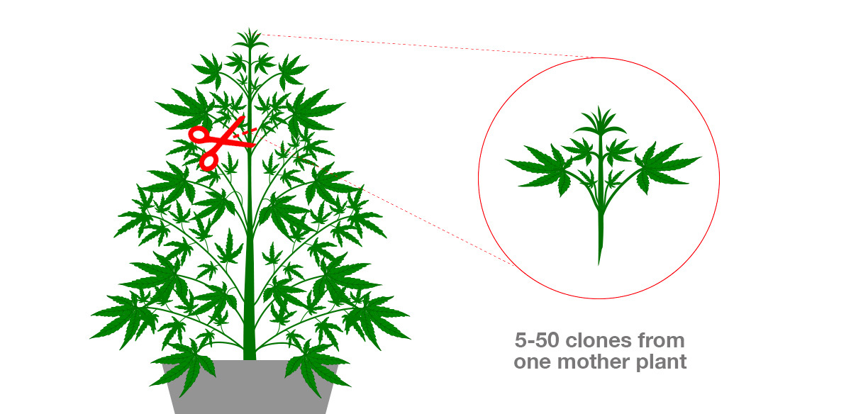 Diagramm, das den Klonprozess von Cannabis-Pflanzen erklärt.