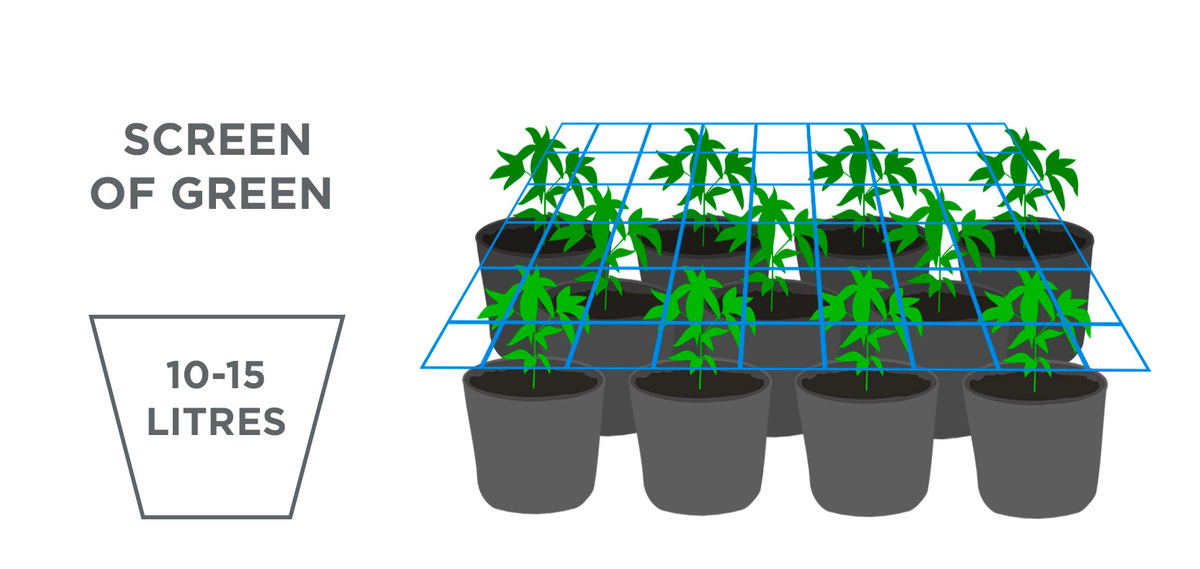Parim poti suurus autofloweridele: scrog