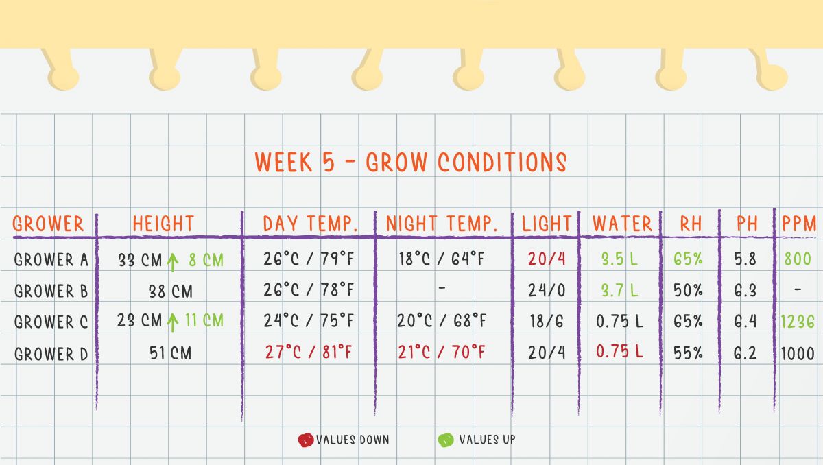 Orange Sherbet Auto Plants Seed Week-by-Week Guide: Week 5 grow conditions
