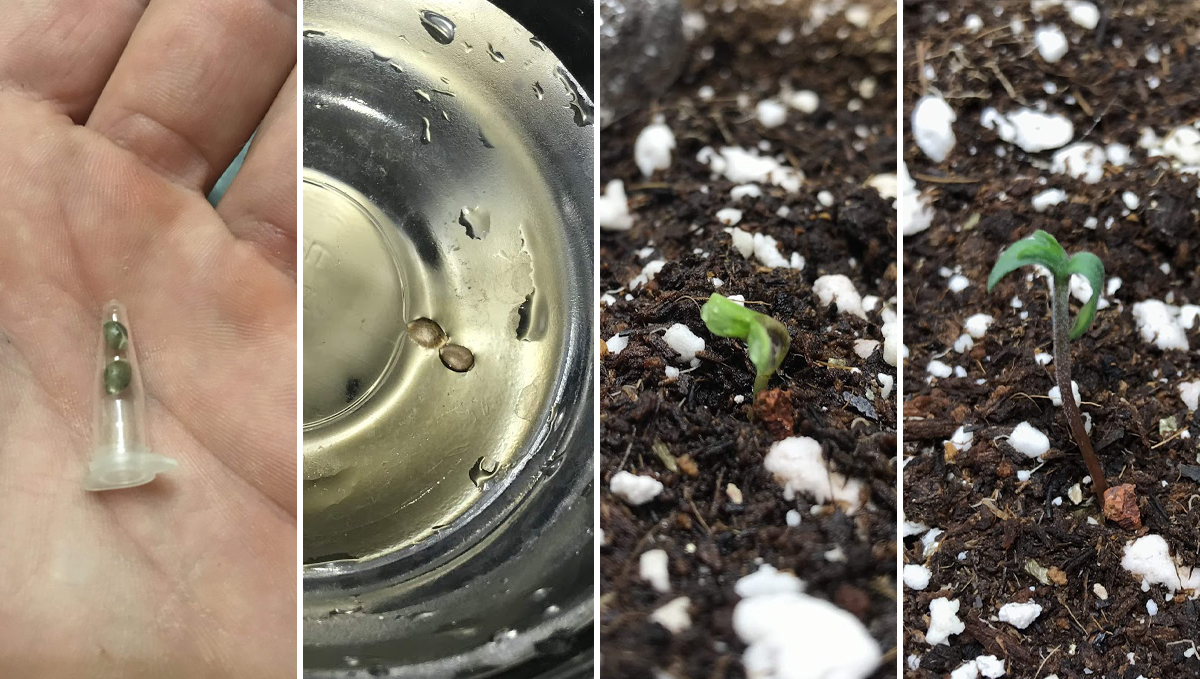 Cheese Auto: week 1