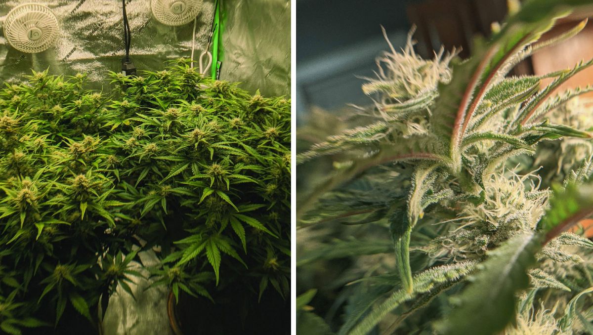 Gorilla Cookies Auto Plants Seed Week-by-Week Guide: Flowering full steam