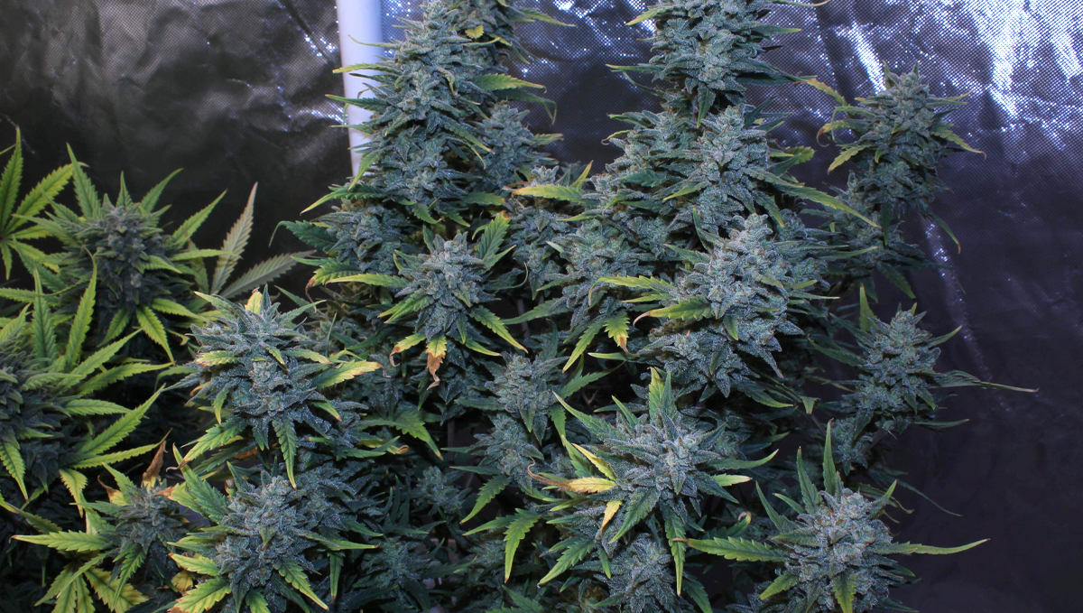 Chemdawg auto guide: history