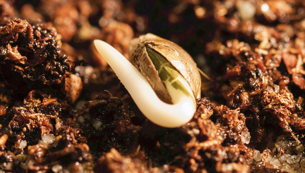 Guide germination : techniques de germination
