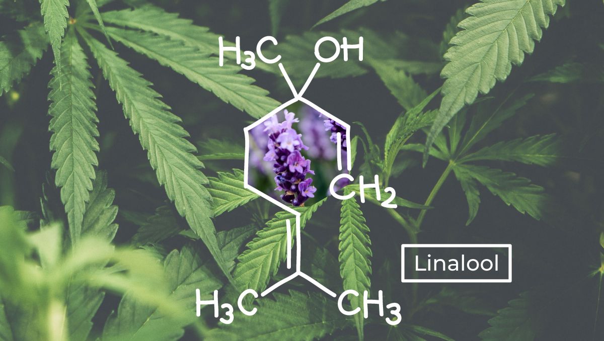 芳樟醇萜烯分子结构图示