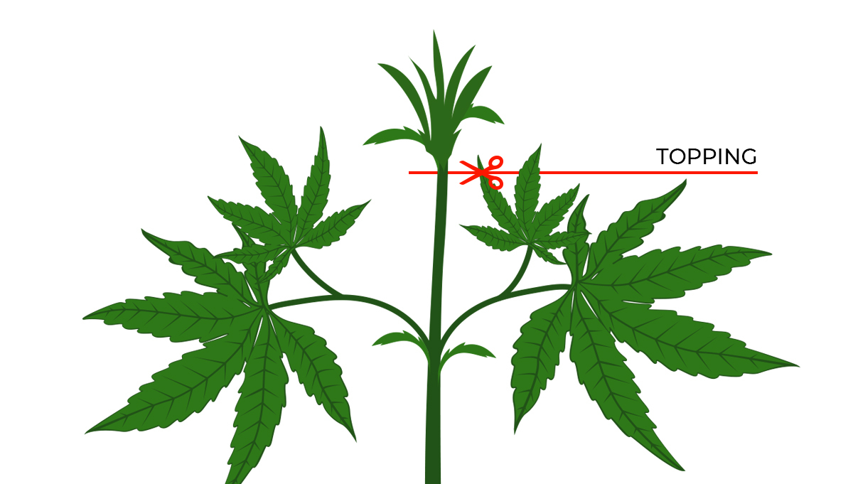 Top 4 training techniques for autos: topping