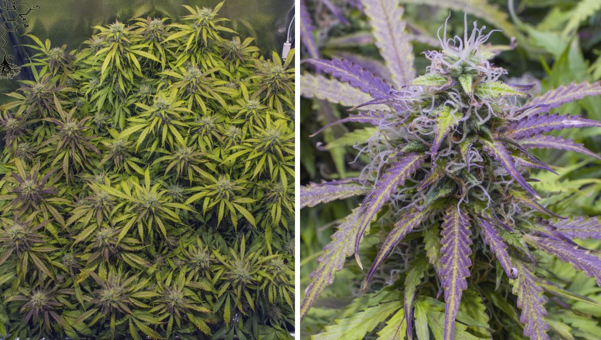 Gorilla Cookies Auto Plants Seed Week-by-Week Guide: Numerous colas and one maturing bud