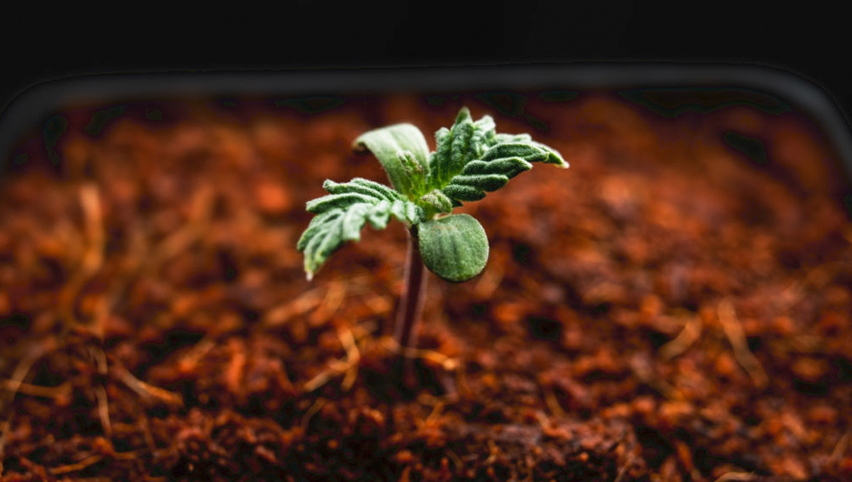Kokosfasern als leichtes und luftiges Substrat für Cannabis.