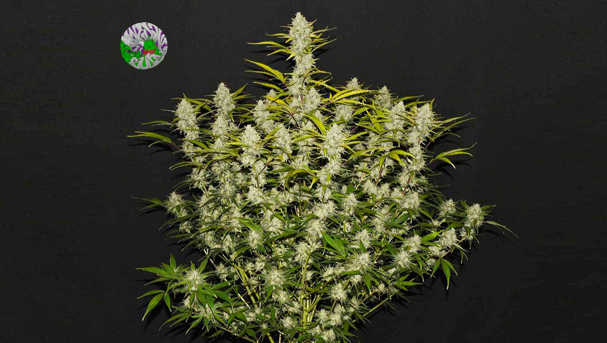 Gelato Auto - The Most Potent Autoflower: Gelato Auto bush by Fast Buds
