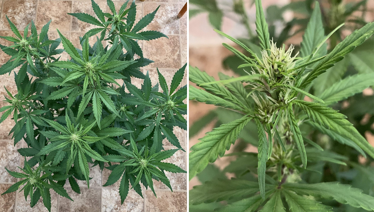Basics of growing autos in soil: week 4
