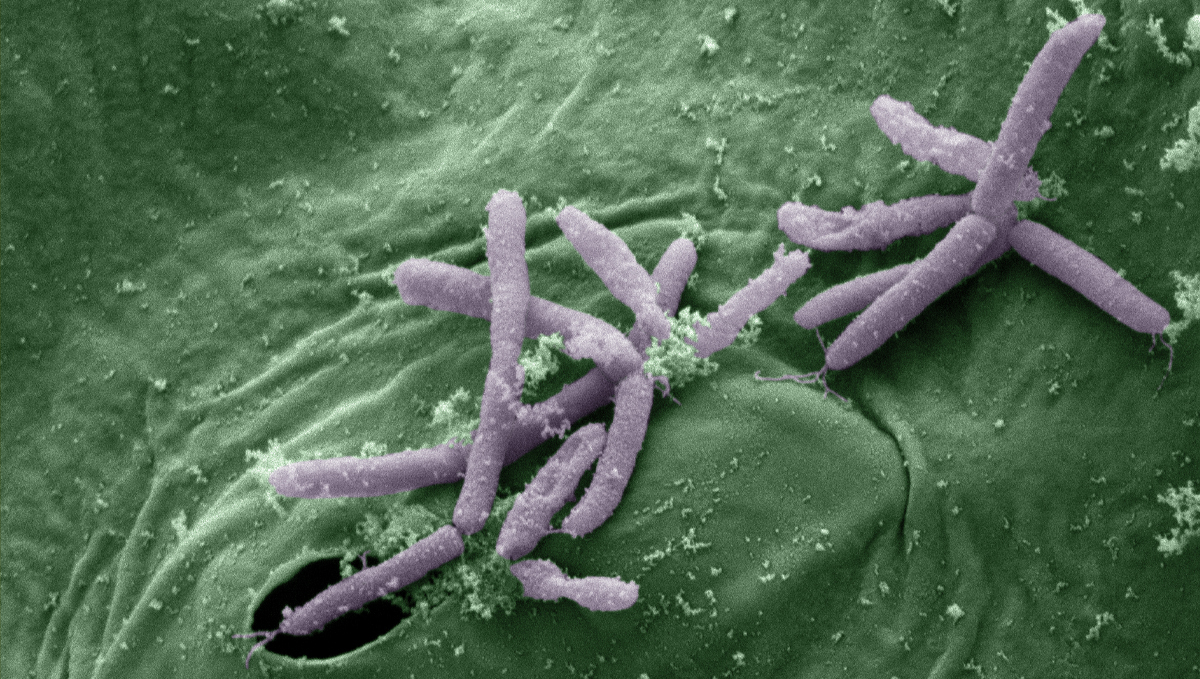 Benefits of microorganisms: epiphyte bacteria