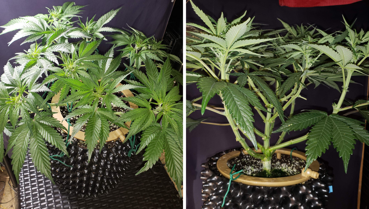Strawberry Pie Auto Plants Seed Week-by-Week Guide: An LSTd and defoliated auto with sparse foilage